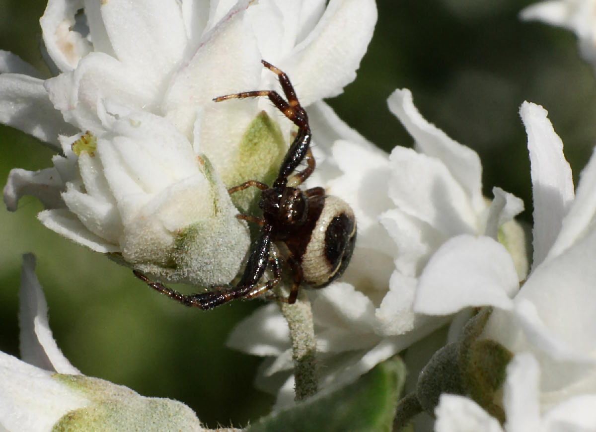 Synema globosum - Lesmo (MI)